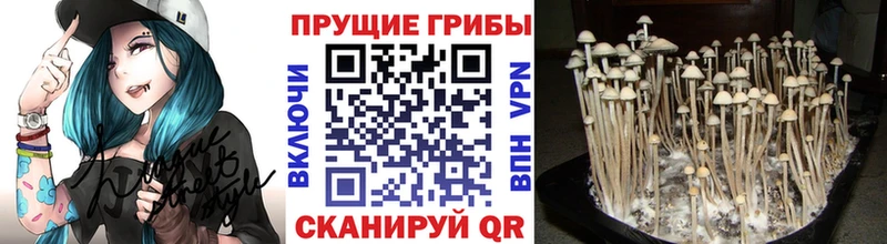 нарко площадка официальный сайт  Горбатов  Галлюциногенные грибы GOLDEN TEACHER  закладки 